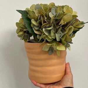 Hydrangea in Terracotta Pot